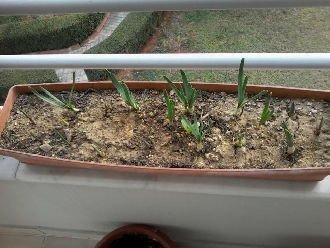 Name:  balkon ieklerim 034.jpg
Views: 687
Size:  58.2 KB