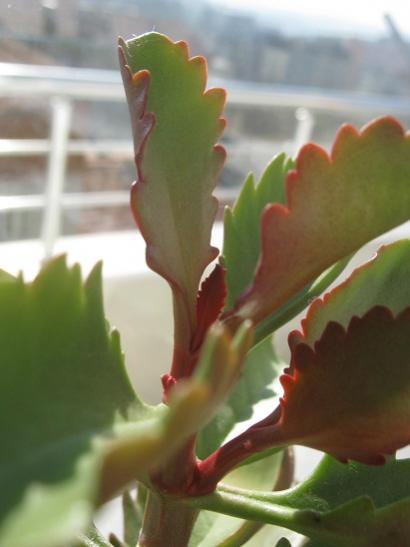 Name:  kalanchoe longiflora.jpg
Views: 634
Size:  23.3 KB
