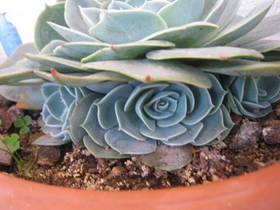Name:  echeveria.jpg
Views: 577
Size:  35.5 KB