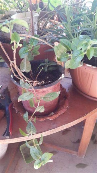 Name:  20151224_111200 (Copy)  b - Kopya (338 x 600).jpg
Views: 726
Size:  62.7 KB