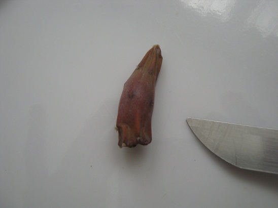 Name:  kaynana dili.jpg
Views: 1213
Size:  39.2 KB