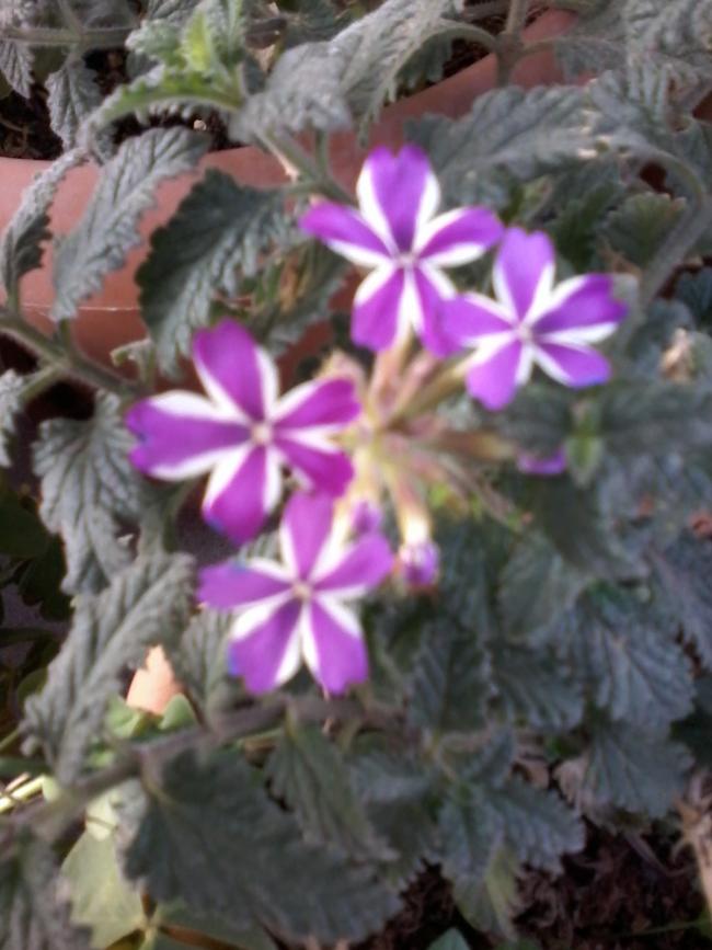 Name:  balkon ieklerim 097.jpg
Views: 526
Size:  62.4 KB
