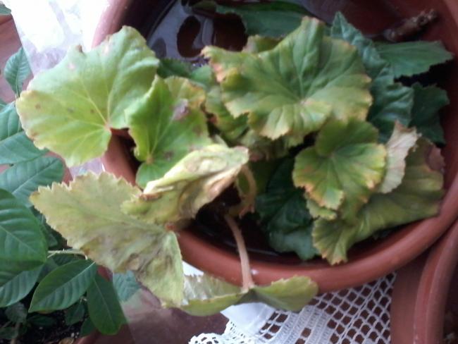 Name:  balkon ieklerim 081.jpg
Views: 556
Size:  40.5 KB