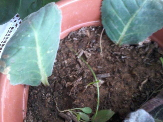 Name:  balkon ieklerim 083.jpg
Views: 522
Size:  40.5 KB
