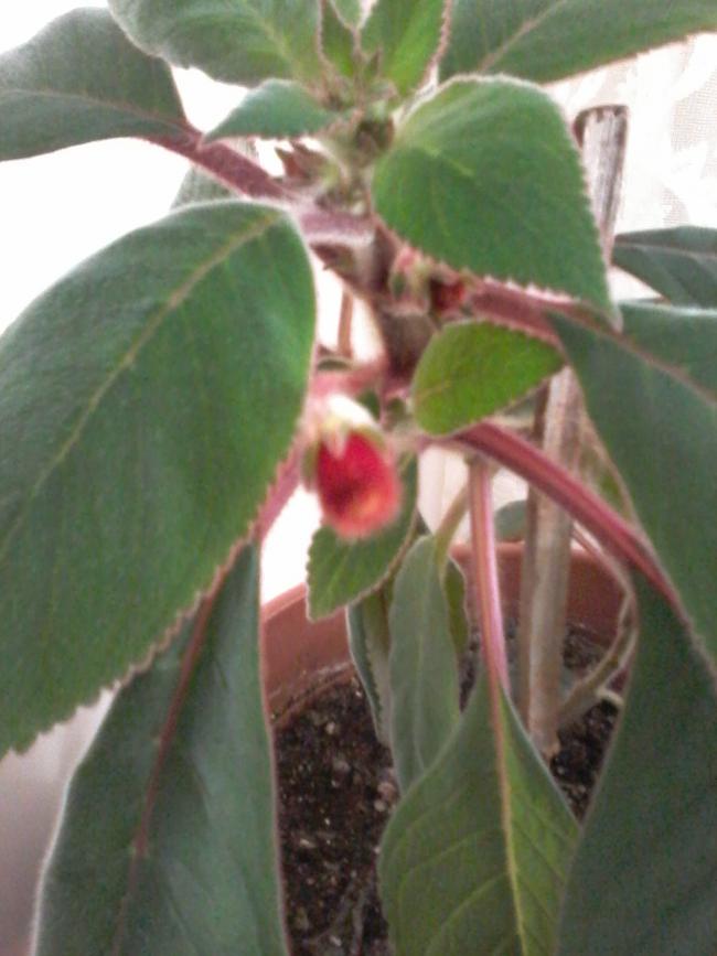 Name:  balkon ieklerim 088.jpg
Views: 559
Size:  54.2 KB