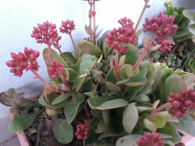Name:  balkon ieklerim 092.jpg
Views: 595
Size:  45.5 KB