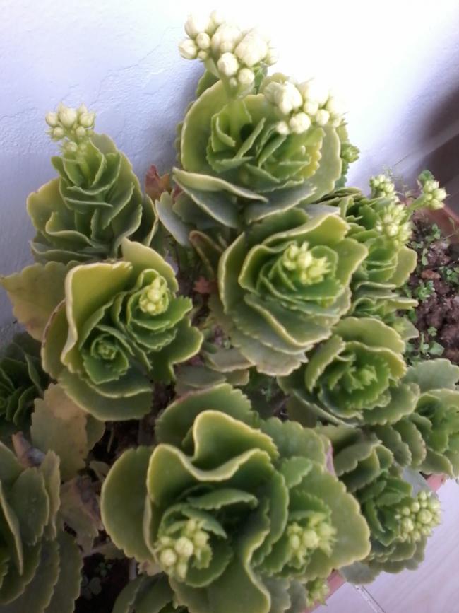 Name:  balkon ieklerim 093.jpg
Views: 562
Size:  67.7 KB