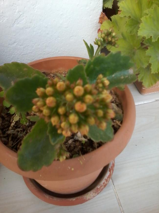 Name:  balkon ieklerim 096.jpg
Views: 525
Size:  50.1 KB