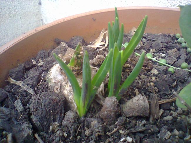 Name:  Smbller.jpg
Views: 813
Size:  59.2 KB