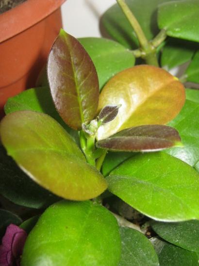 Name:  h. australis.jpg
Views: 996
Size:  29.6 KB