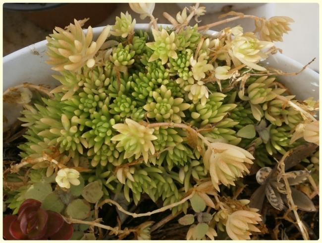 Name:  Sedum rupestre 'angelina'.jpg
Views: 424
Size:  60.5 KB