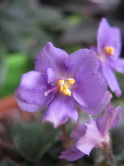Name:  meneke1.jpg
Views: 936
Size:  20.7 KB
