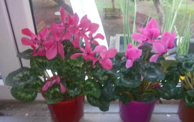 Name:  20160121_151352-1.jpg
Views: 485
Size:  36.4 KB