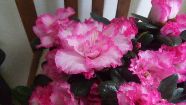 Name:  20160124_151809.jpg
Views: 342
Size:  32.3 KB