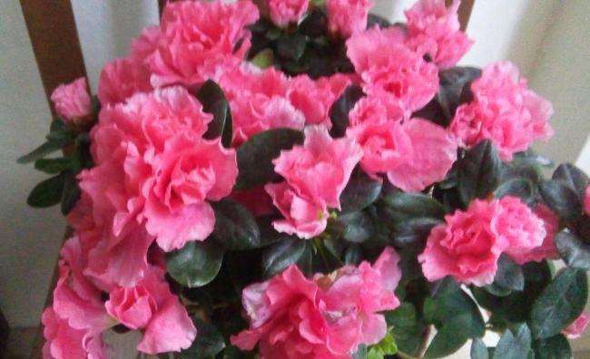 Name:  20160124_151826-1.jpg
Views: 347
Size:  41.2 KB