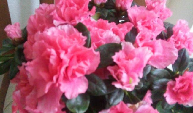 Name:  20160124_151832-1.jpg
Views: 332
Size:  34.5 KB