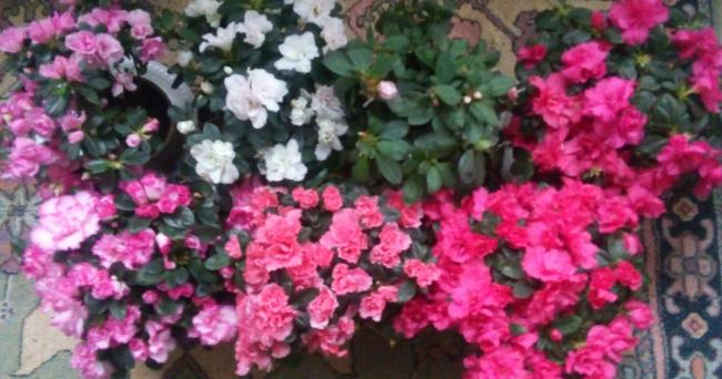 Name:  20160124_151913-1.jpg
Views: 340
Size:  45.6 KB