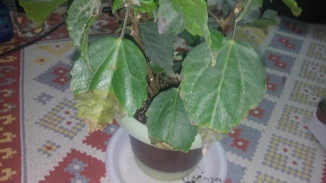Name:  20160126_072106.jpg
Views: 749
Size:  34.2 KB