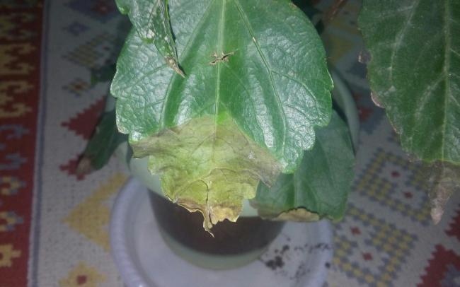 Name:  20160126_072121-1.jpg
Views: 494
Size:  32.0 KB