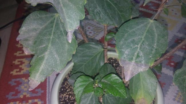 Name:  20160126_072129.jpg
Views: 512
Size:  34.1 KB