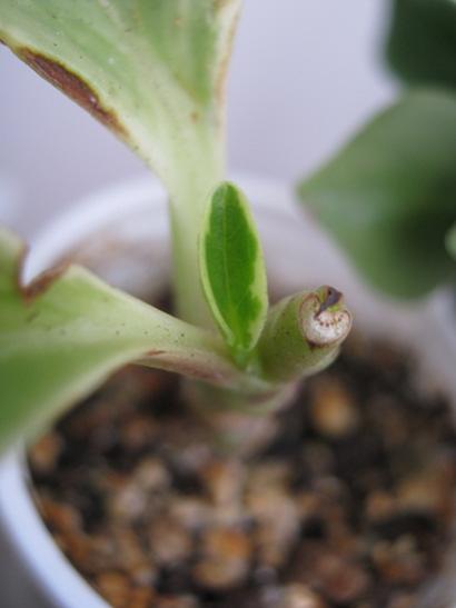 Name:  peperomia.jpg
Views: 1091
Size:  18.4 KB