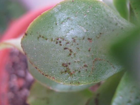 Name:  crassula ovata ripplejade.jpg
Views: 1167
Size:  64.8 KB
