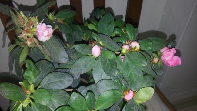 Name:  20160129_071431.jpg
Views: 440
Size:  35.9 KB