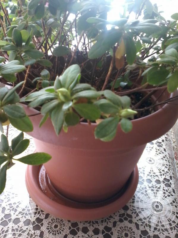 Name:  Naddide tlf 008.jpg
Views: 464
Size:  72.3 KB