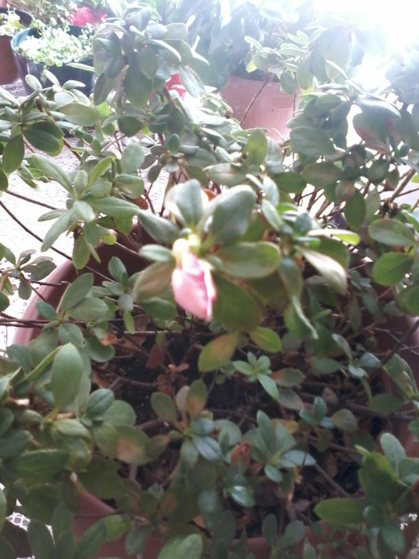 Name:  Naddide tlf 009.jpg
Views: 478
Size:  72.9 KB