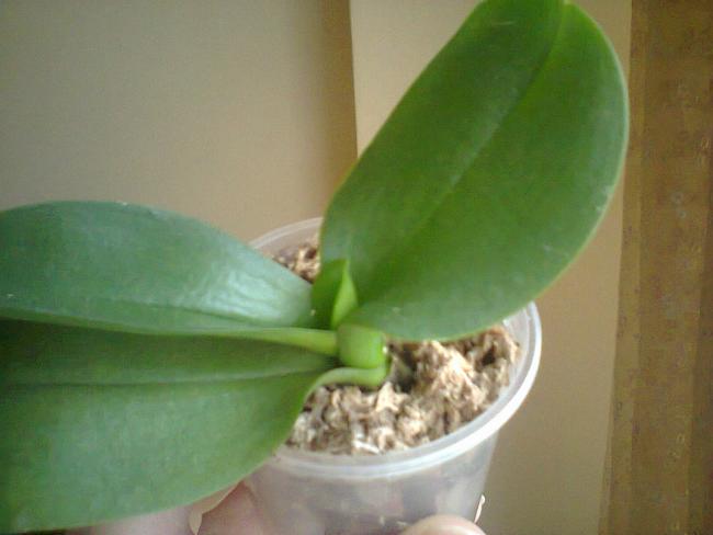 Name:  Phalaenopsis minyatr-2.jpg
Views: 664
Size:  27.5 KB