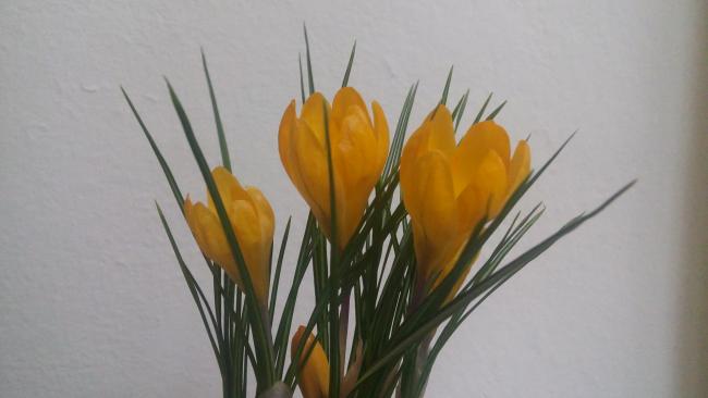 Name:  20160209_133134.jpg
Views: 445
Size:  24.0 KB