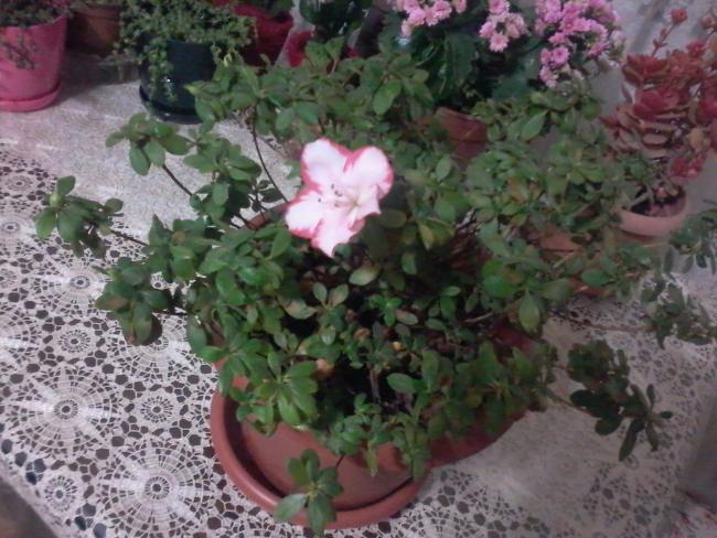 Name:  Naddide tlf 005.jpg
Views: 443
Size:  58.7 KB