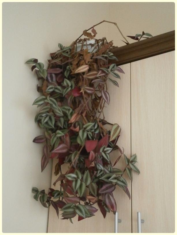Name:  Tradescantia zebrina - Simli Alacal Mor Telgraf iei2.jpg
Views: 449
Size:  50.1 KB