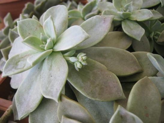 Name:  graptopetalum.jpg
Views: 973
Size:  30.0 KB