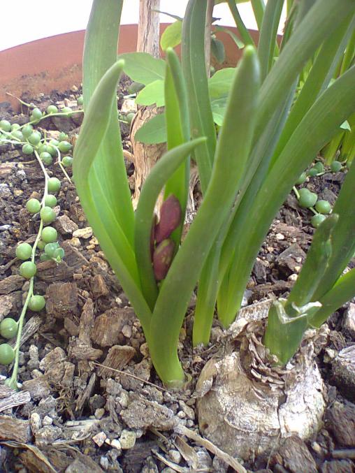 Name:  Smbl.jpg
Views: 592
Size:  75.9 KB