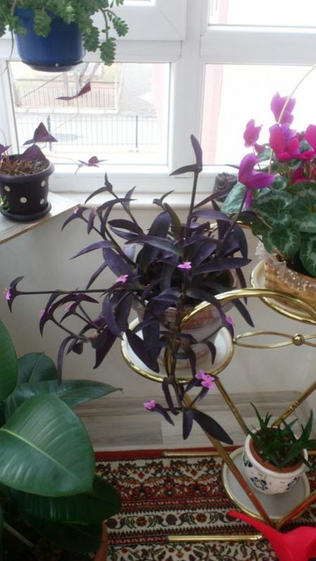 Name:  005.jpg
Views: 473
Size:  52.7 KB