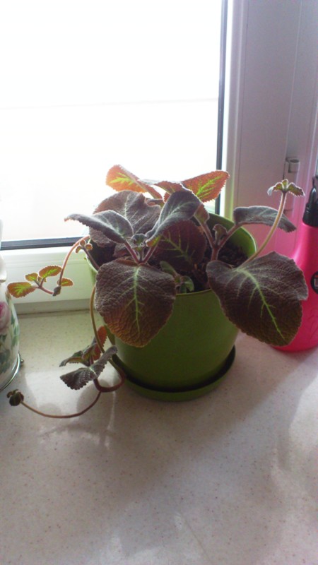 Name:  039.jpg
Views: 535
Size:  65.9 KB
