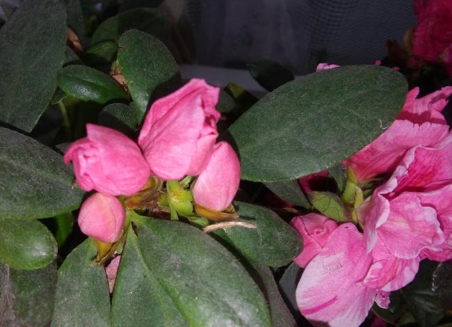 Name:  20160216_154246-1.jpg
Views: 552
Size:  46.8 KB
