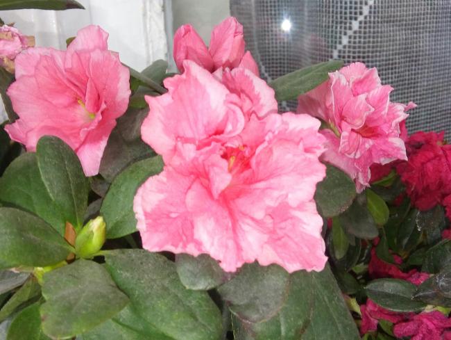 Name:  20160216_154252-1.jpg
Views: 543
Size:  49.8 KB