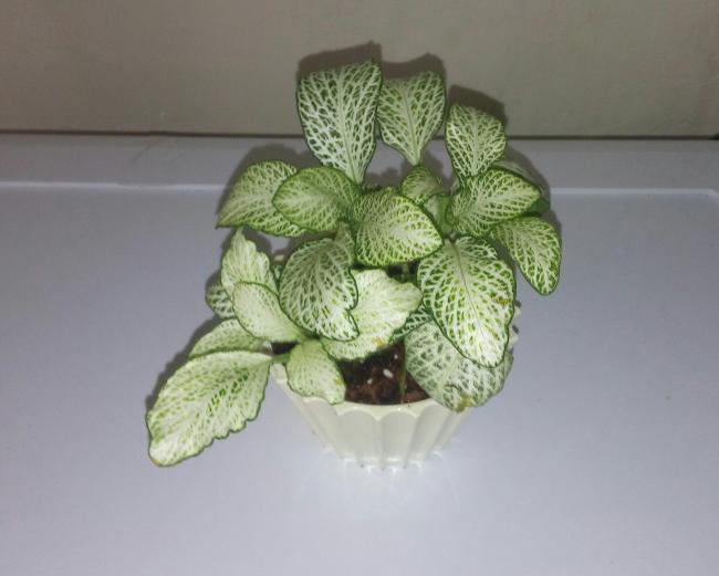 Name:  20160219_102306-1.jpg
Views: 536
Size:  31.8 KB