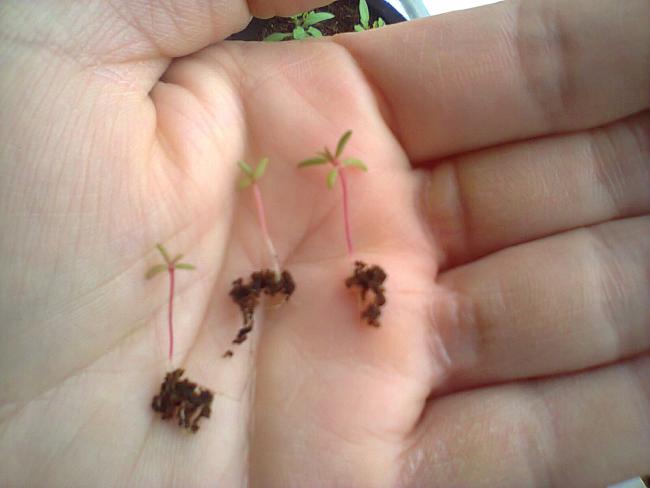 Name:  Minik ipekler.jpg
Views: 515
Size:  27.6 KB