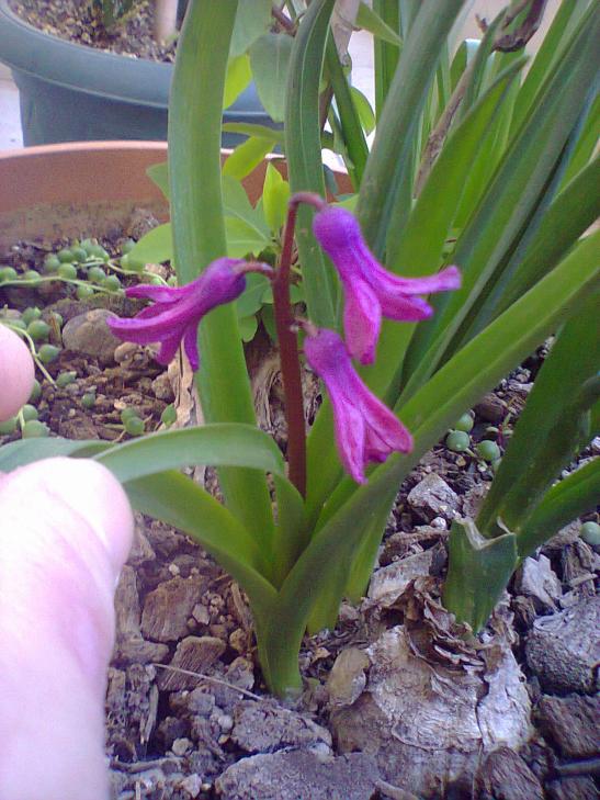 Name:  Smbller-5.jpg
Views: 452
Size:  72.7 KB