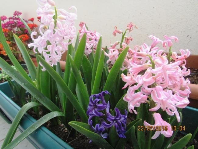 Name:  IMG_2503.jpg
Views: 662
Size:  54.2 KB