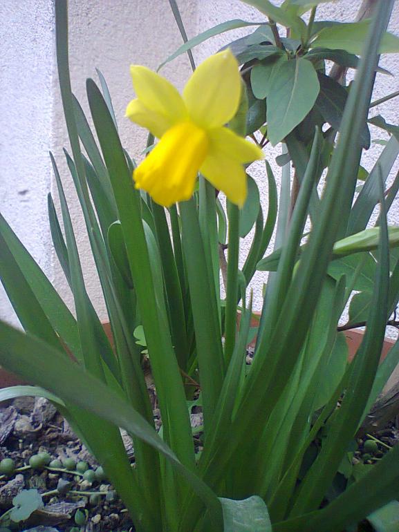 Name:  Nergis(ler)-4.jpg
Views: 719
Size:  72.0 KB