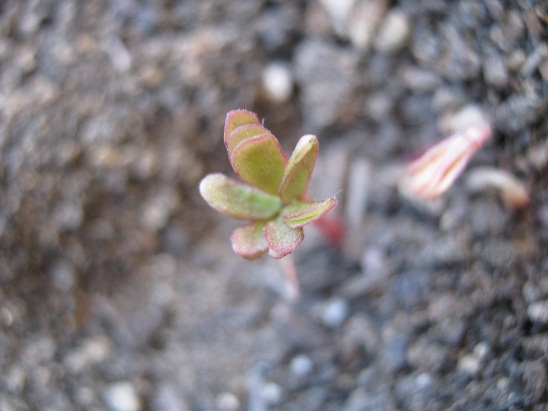 Name:  adenophylla.jpg
Views: 896
Size:  67.3 KB
