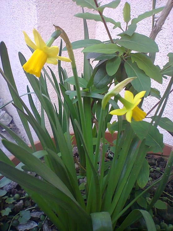 Name:  Nergis(ler)-9.jpg
Views: 622
Size:  73.8 KB