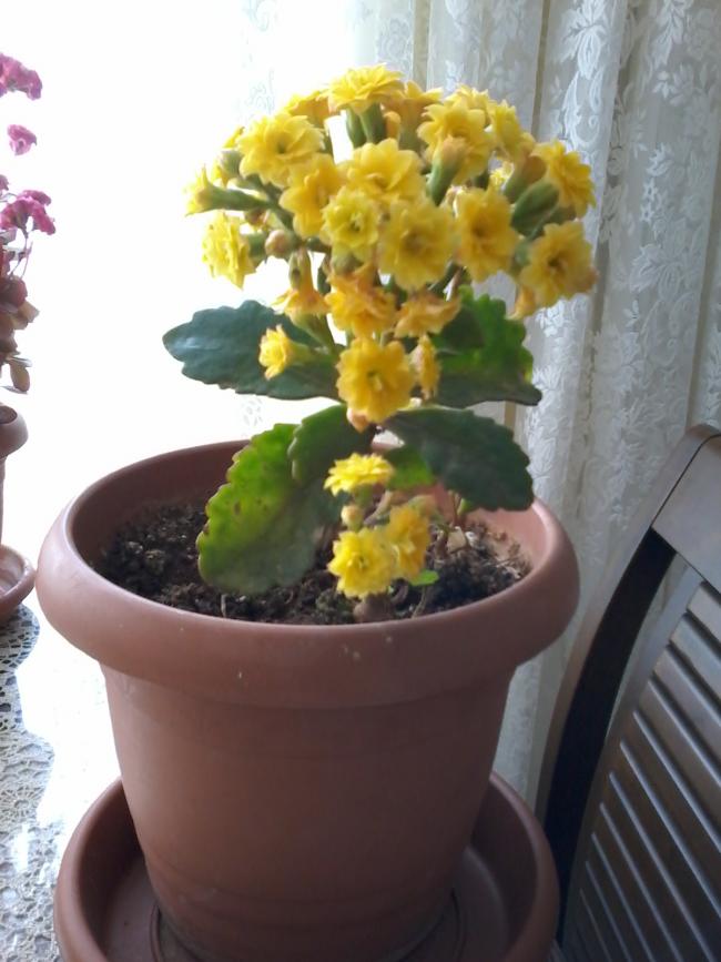 Name:  Naddide tlf 007.jpg
Views: 412
Size:  58.4 KB