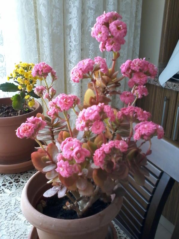 Name:  Naddide tlf 008.jpg
Views: 418
Size:  72.8 KB