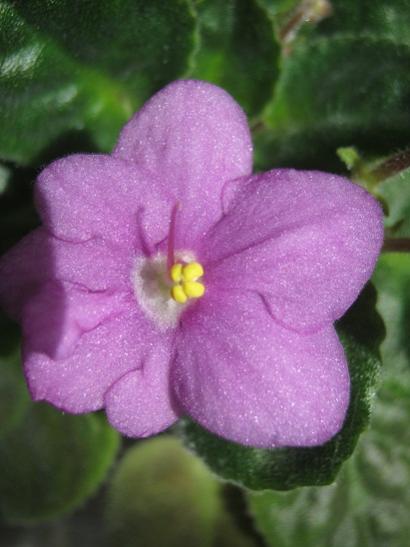 Name:  meneke1.jpg
Views: 857
Size:  29.2 KB