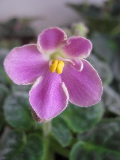 Name:  meneke2.jpg
Views: 842
Size:  20.8 KB